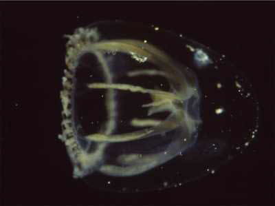 Merlicertum octocostatum